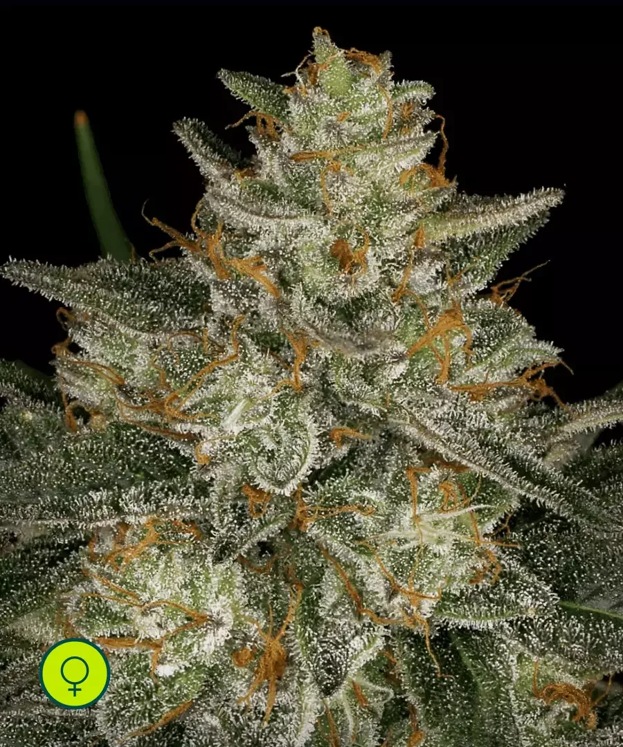 Dutch Kush