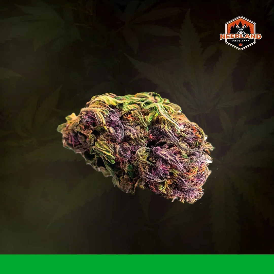 Purple Afghan Kush