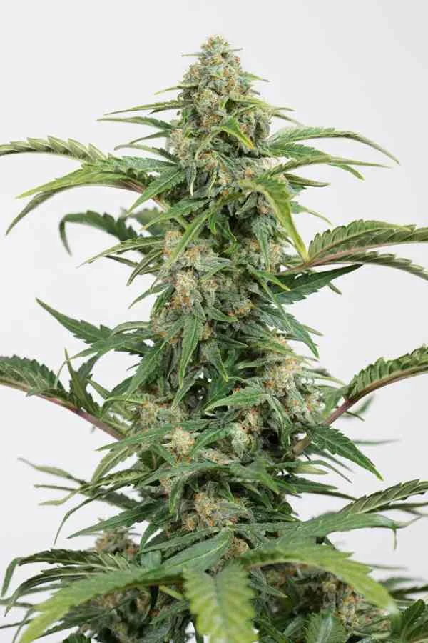 Dinamed Cbd 2