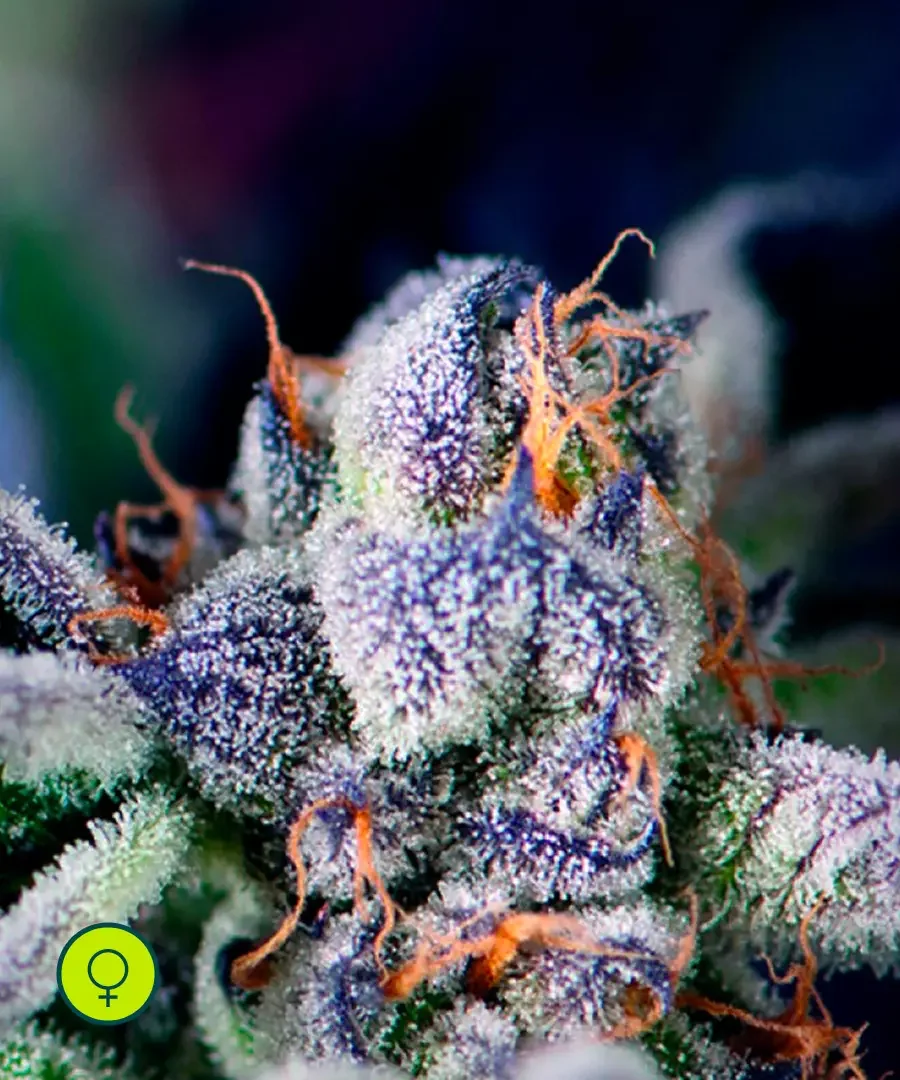 Cookies Kush