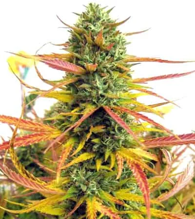 Lemon Og Kush 2