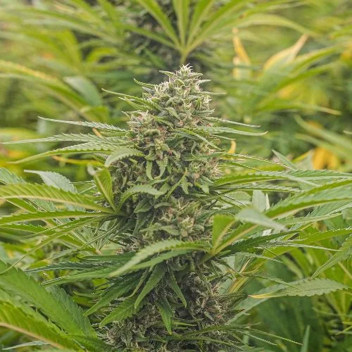 Orange Bud