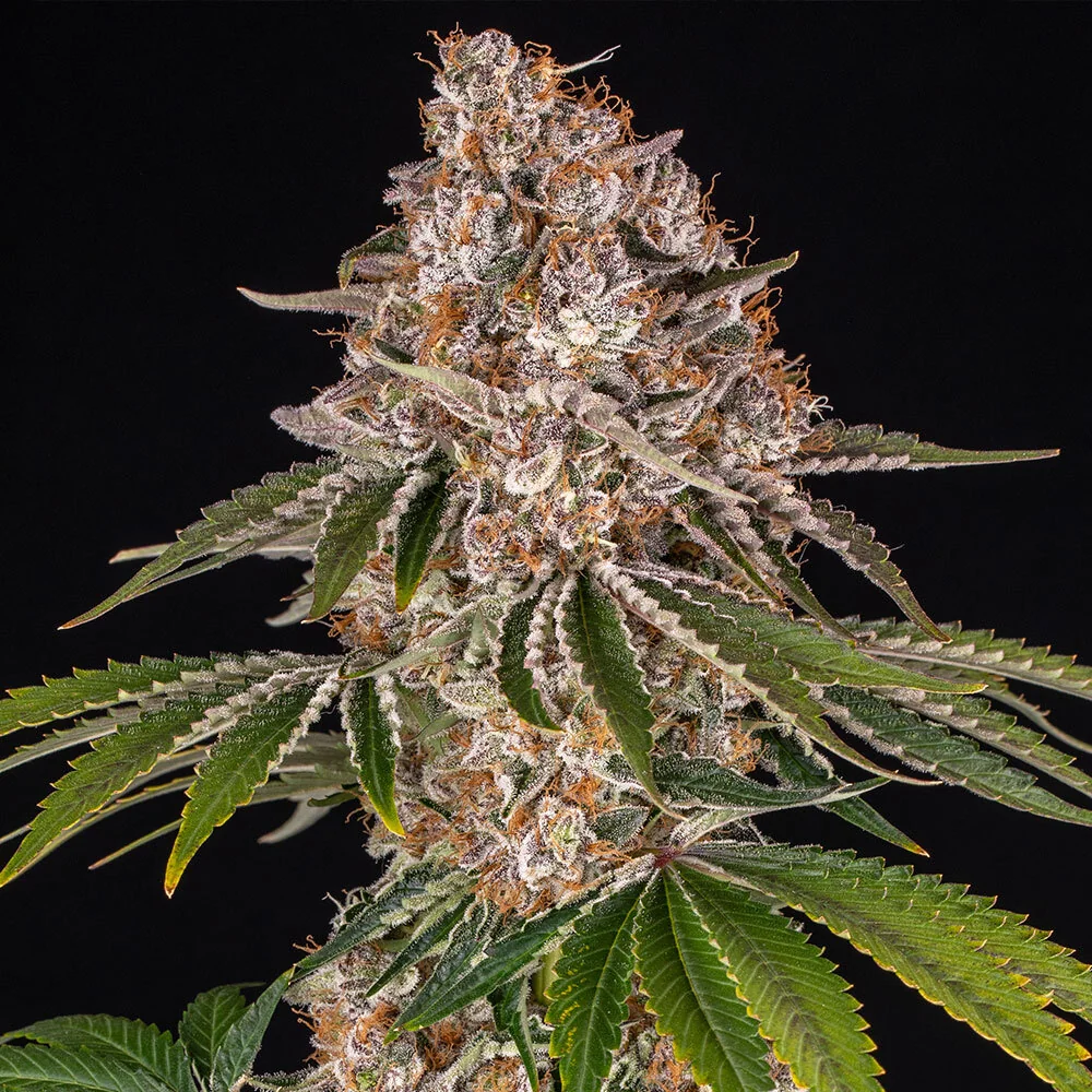 Cookies Casket 2