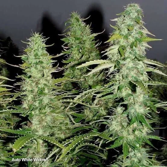 White Widow