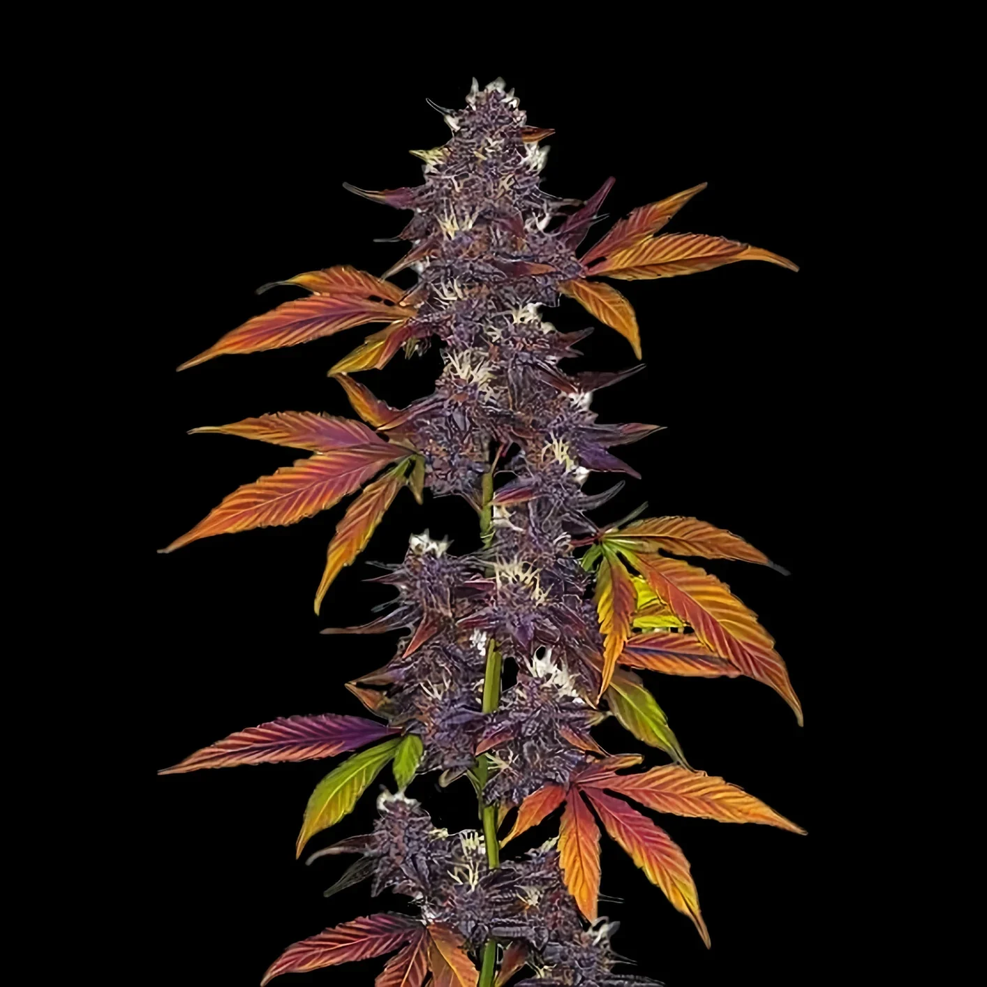 Purple Cbd