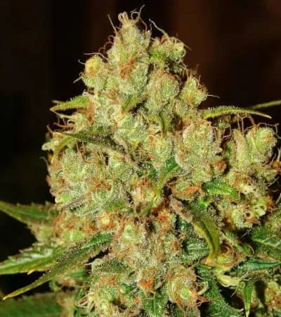 Master Kush 4