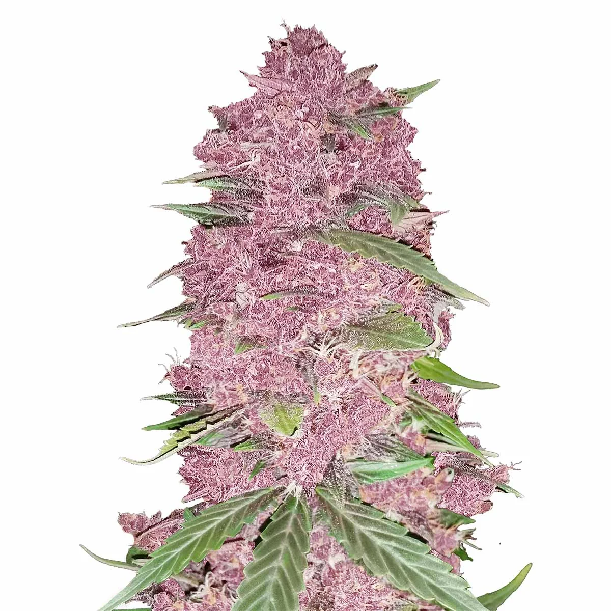 Purple Lemonade