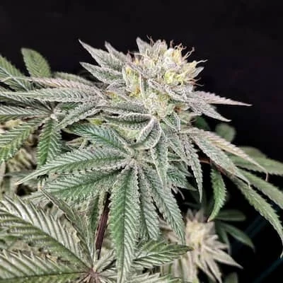 Golden Truffle