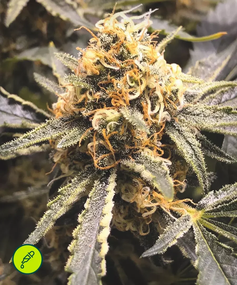 Recovery Cbd