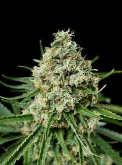 Critical 2 0