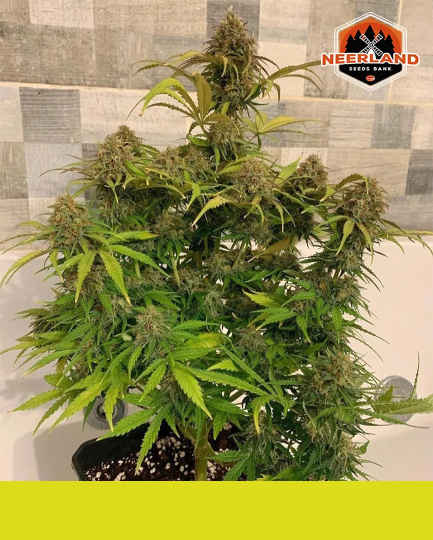 Matanuska Tf Cbd