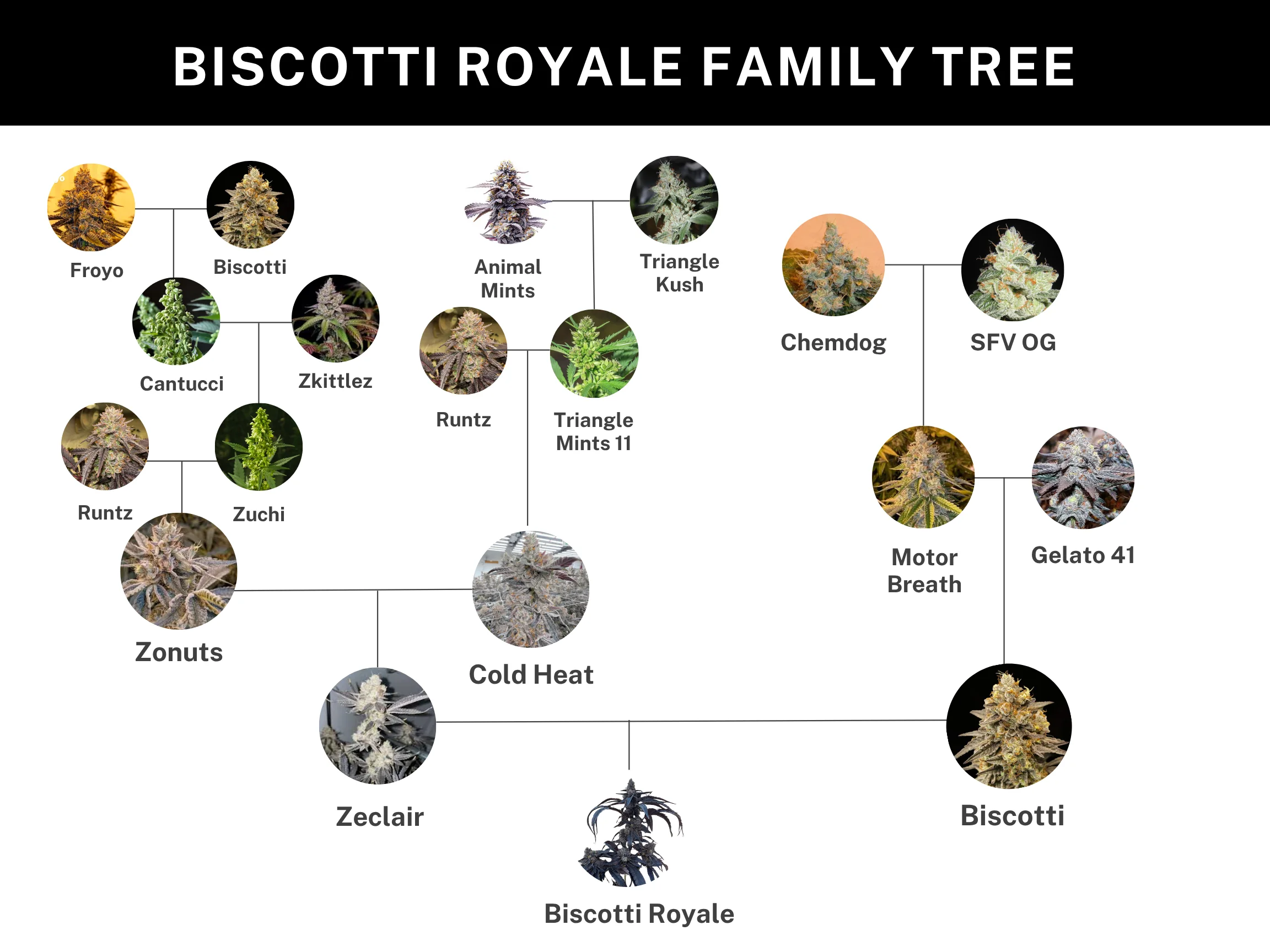 Biscotti Royale 4