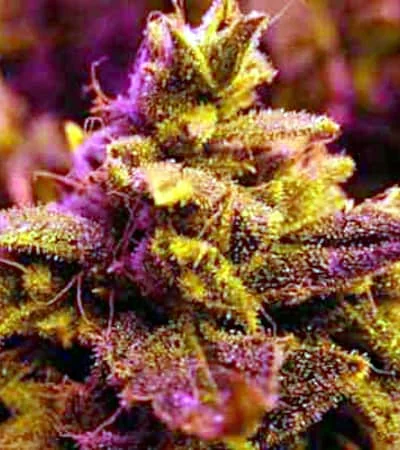 Master Kush 5