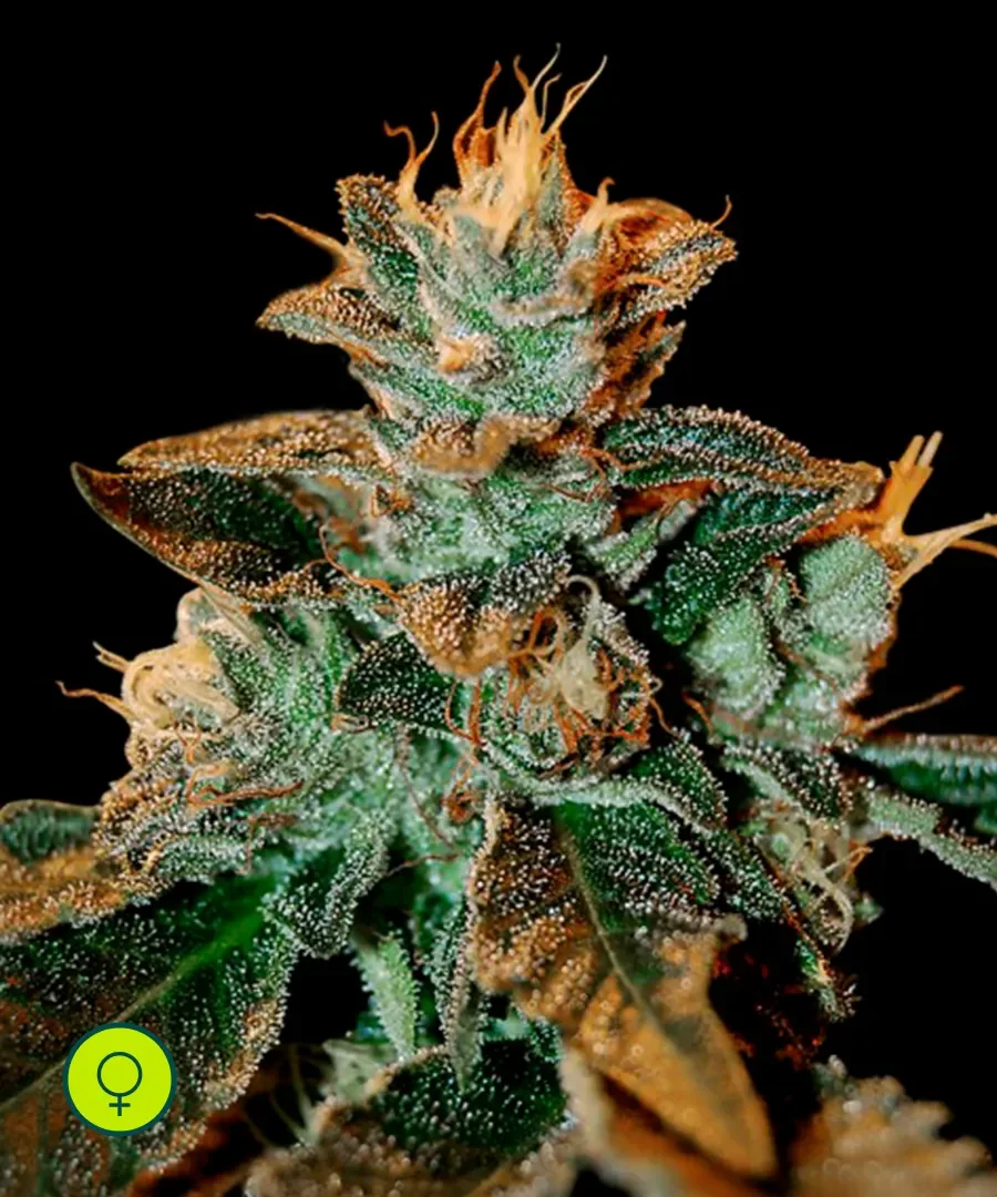 Cataract Kush