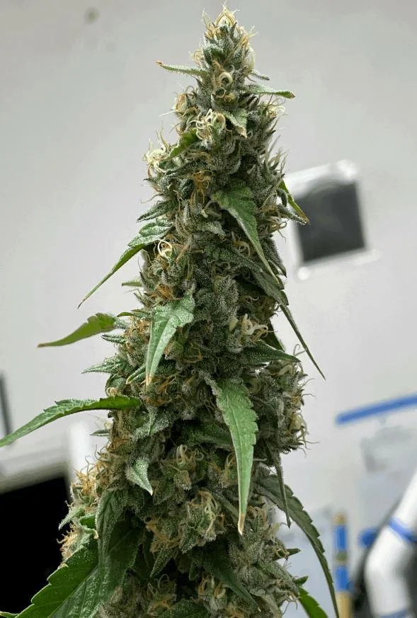 Estefan Purple City Genetics