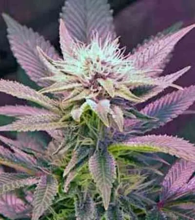 Blue Mystic 3