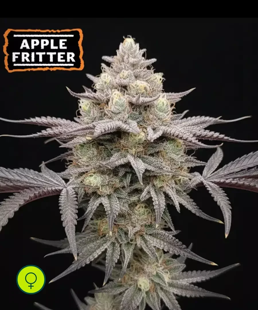 Apple Fritter