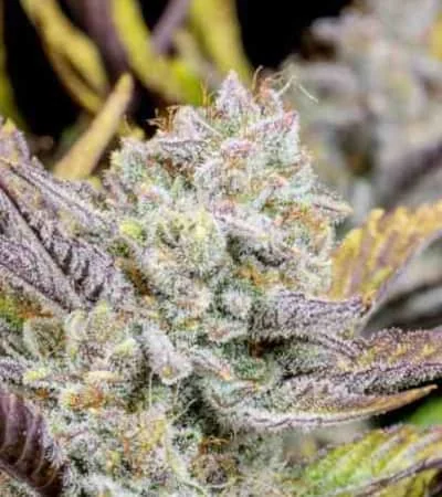 Wedding Glue 4