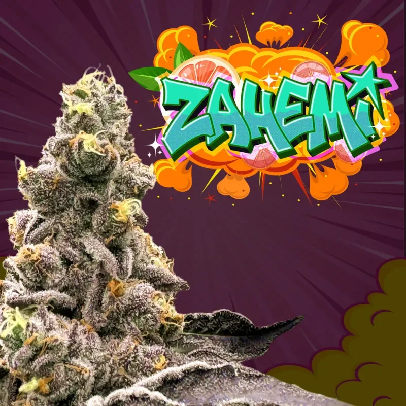 Zahemi 5
