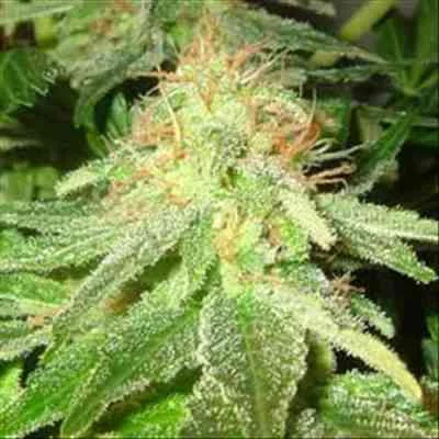 White Widow 2