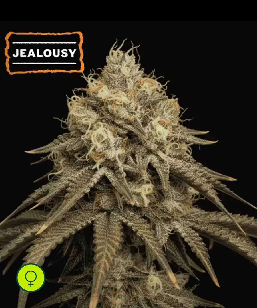 Jealousy