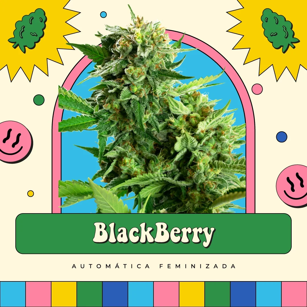 Blackberry