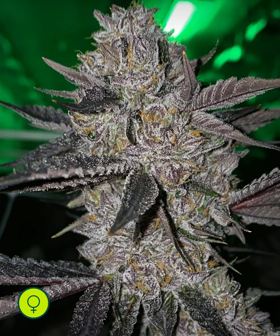 Platinum Pave