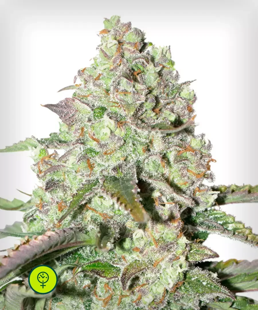 Colorado Cookies