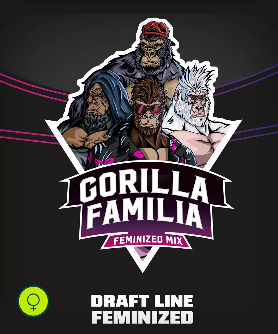 Gorilla Familia Feminized Mix - 12 sementes