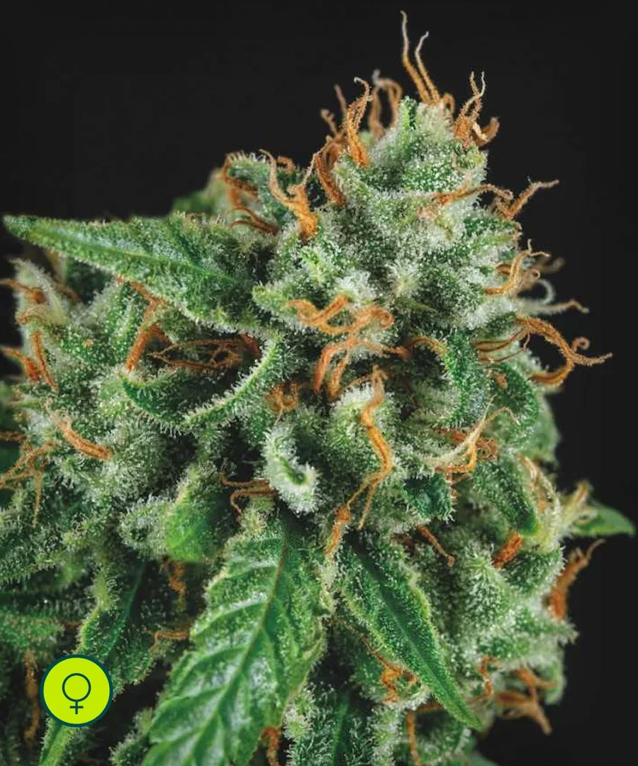 Tutankhamon X Gorila Glue