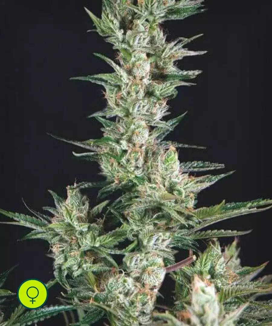 La Confidential