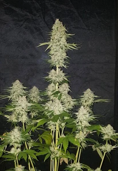 Lemon Zkittlez 2
