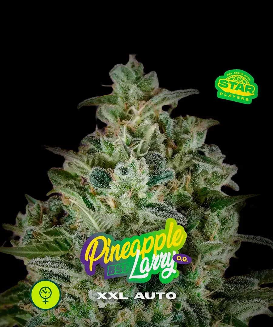 Pineapple Larry Og Xxl 5