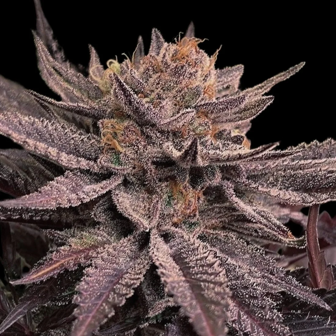 Lamponi 2
