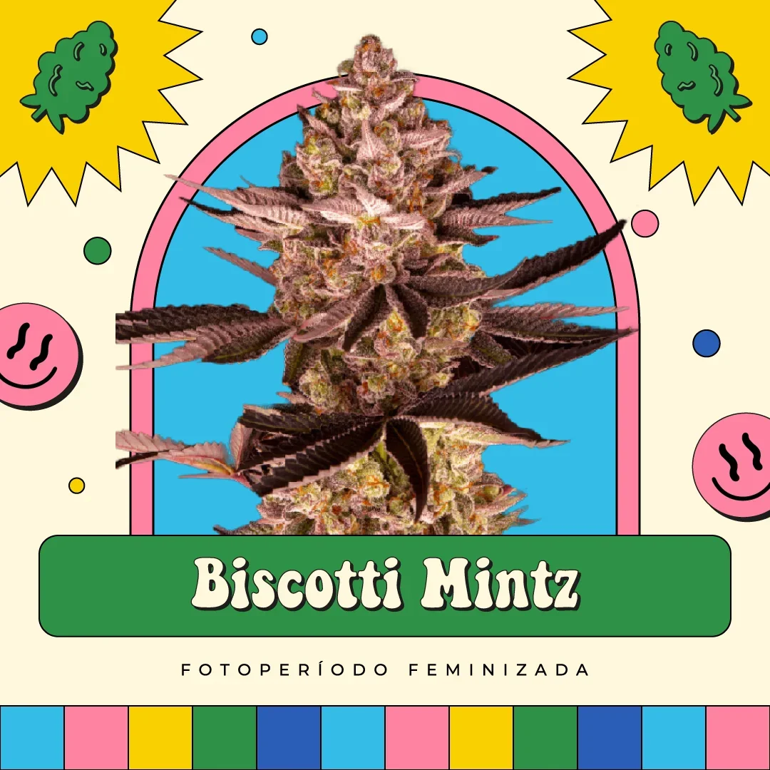 Biscotti Mintz