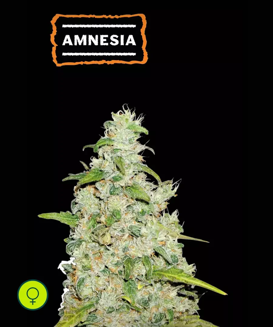 Amnesia
