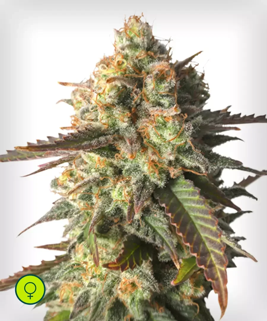 Strawberry Og