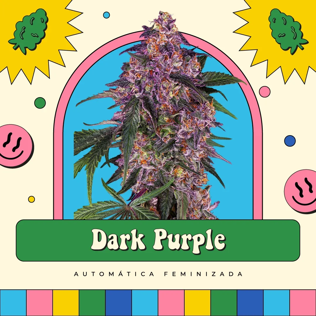 Dark Purple 2