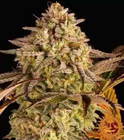 Blue Sunset Sherbert