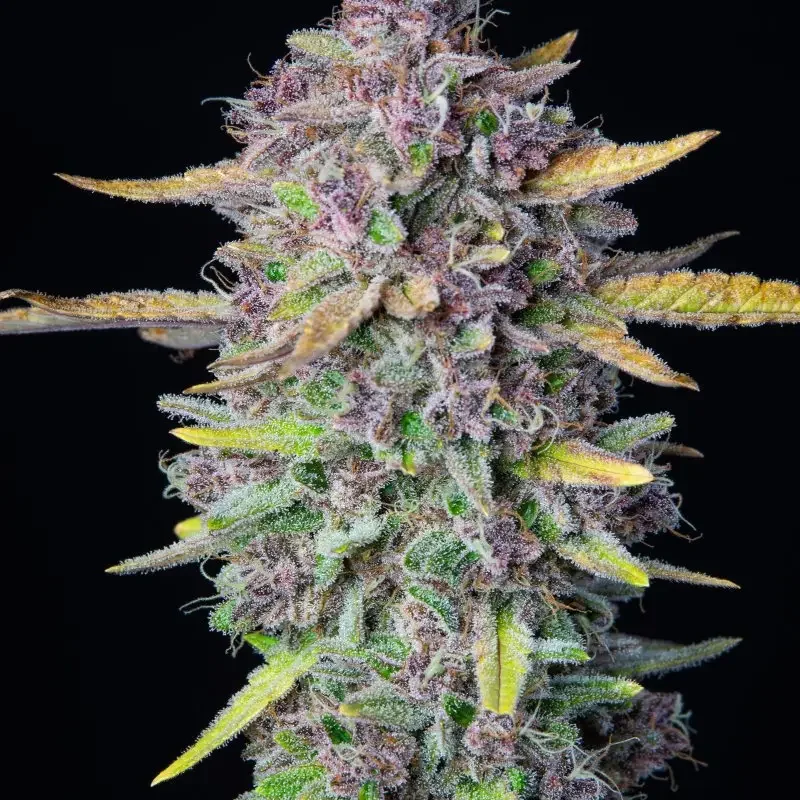 Purple Cbd
