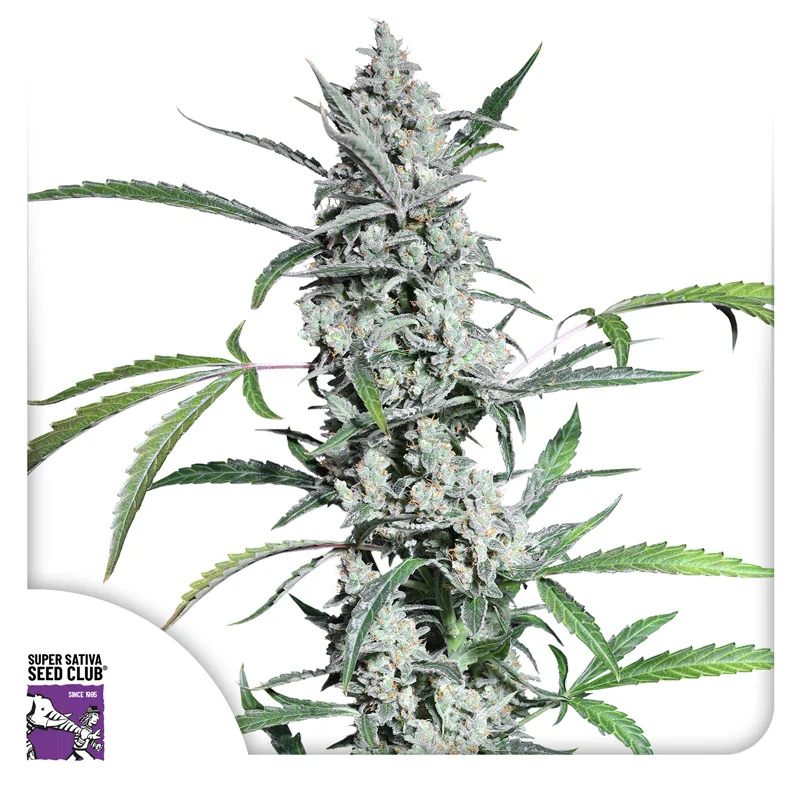 Fat Pete S Cookies 5