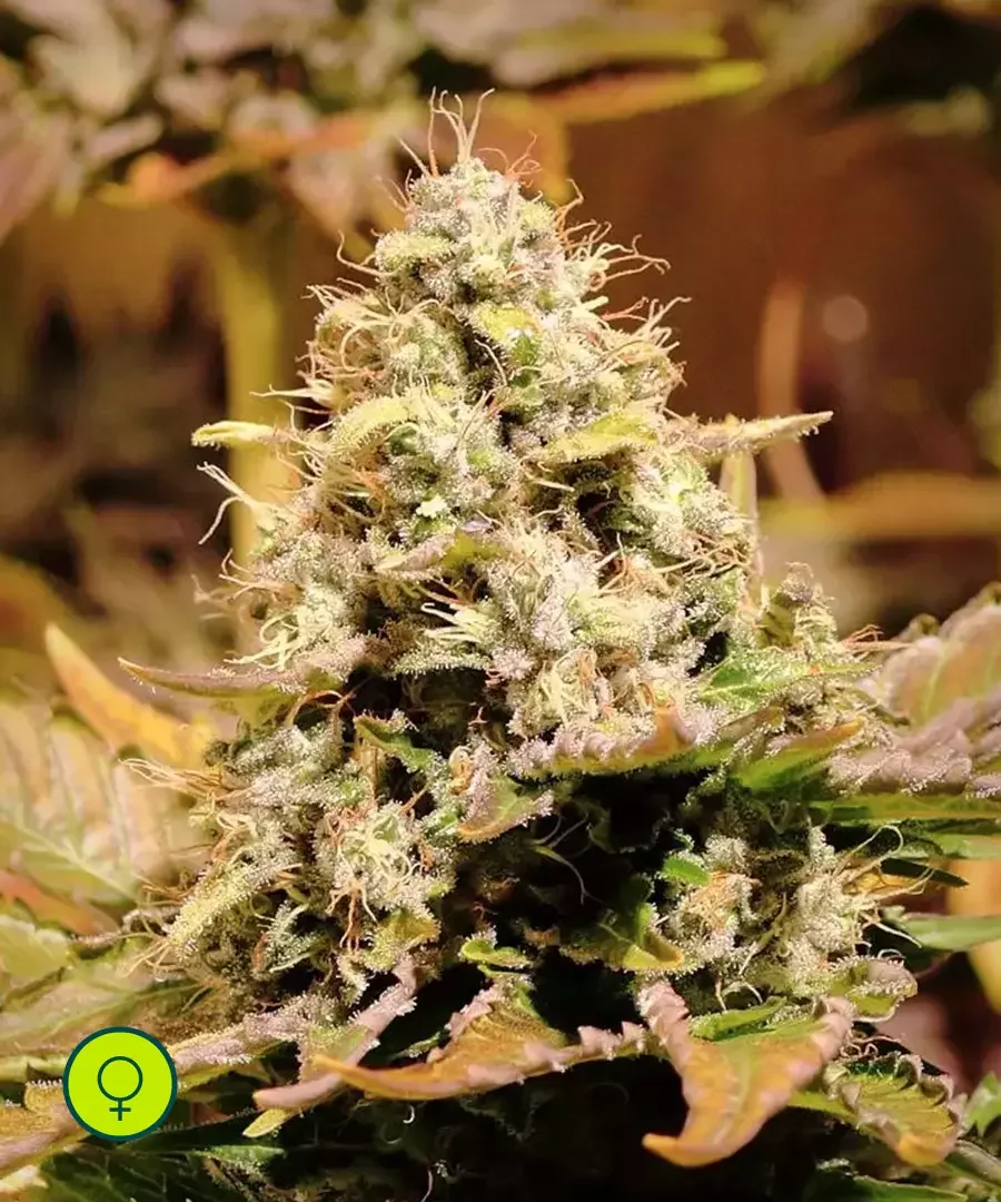 Jacky White