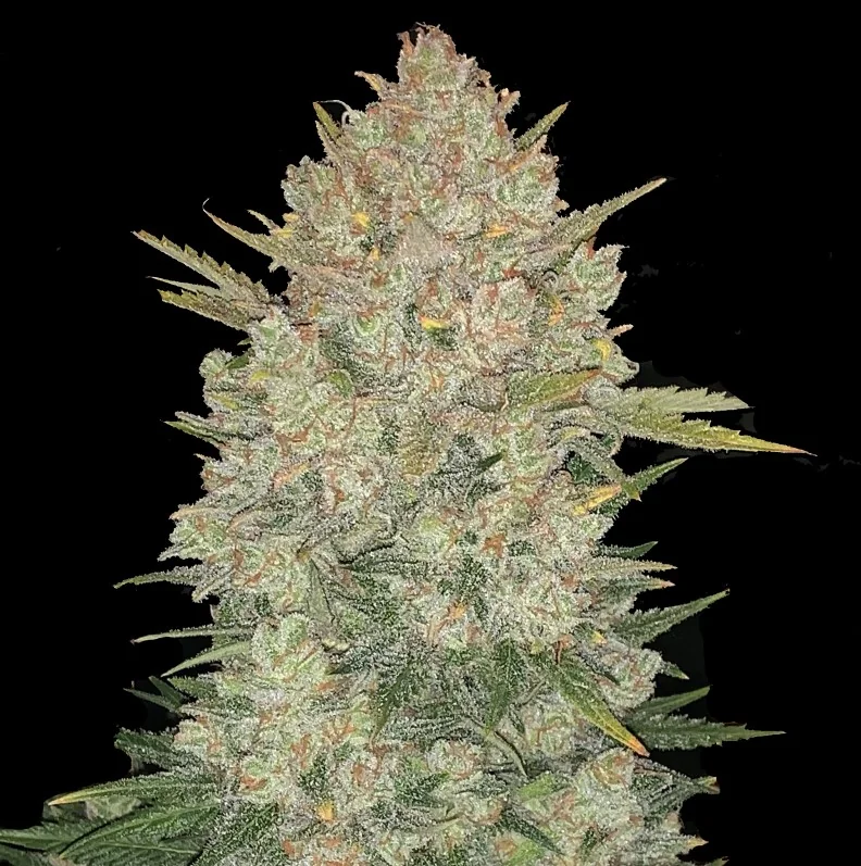 Double Og Haze