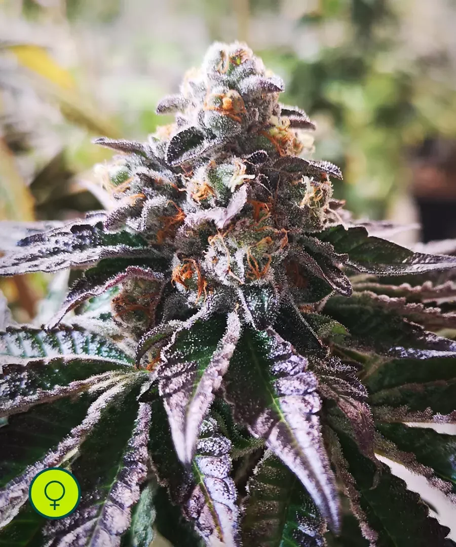 Purple Punch Cookies