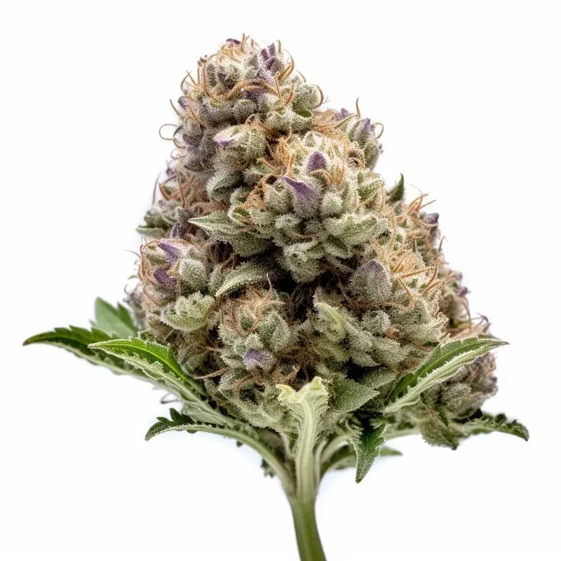 Bubbles Autoflower