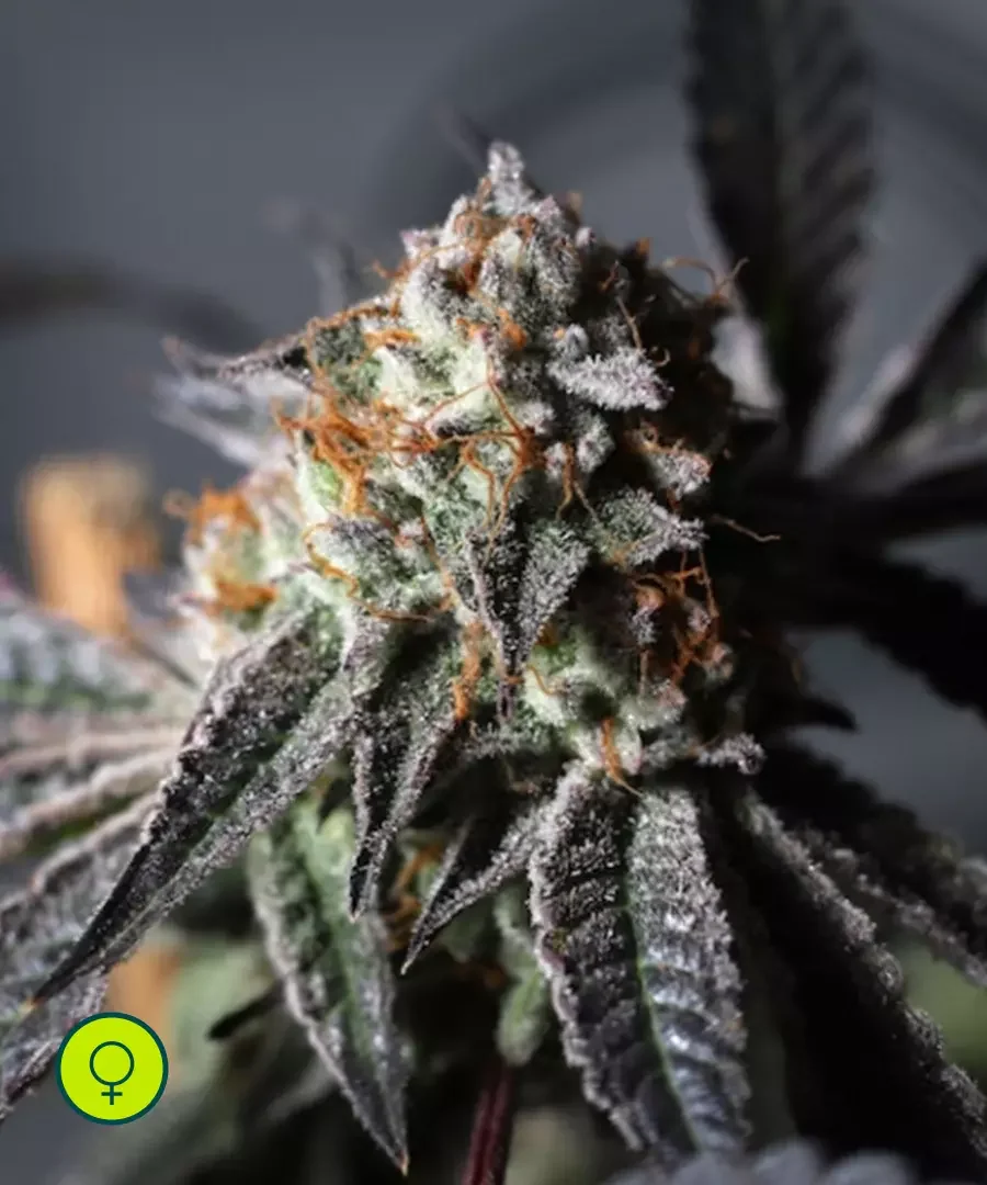 Sementes de Cannabis e Maconha Purple Punch Og — Comparar Preços no Aquela Semente