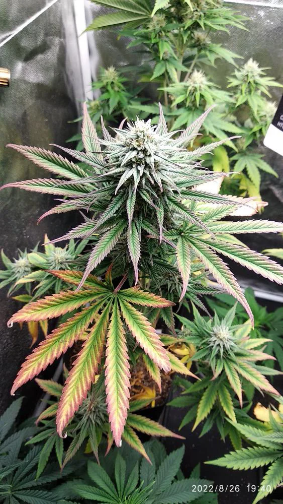 Og Devil Skywalker 2