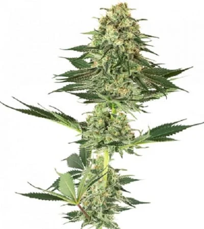 Banana Kush 4