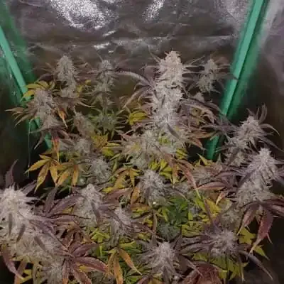 Gorilla Punch