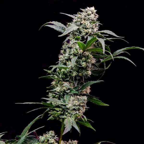 Orbital Banana F1 2